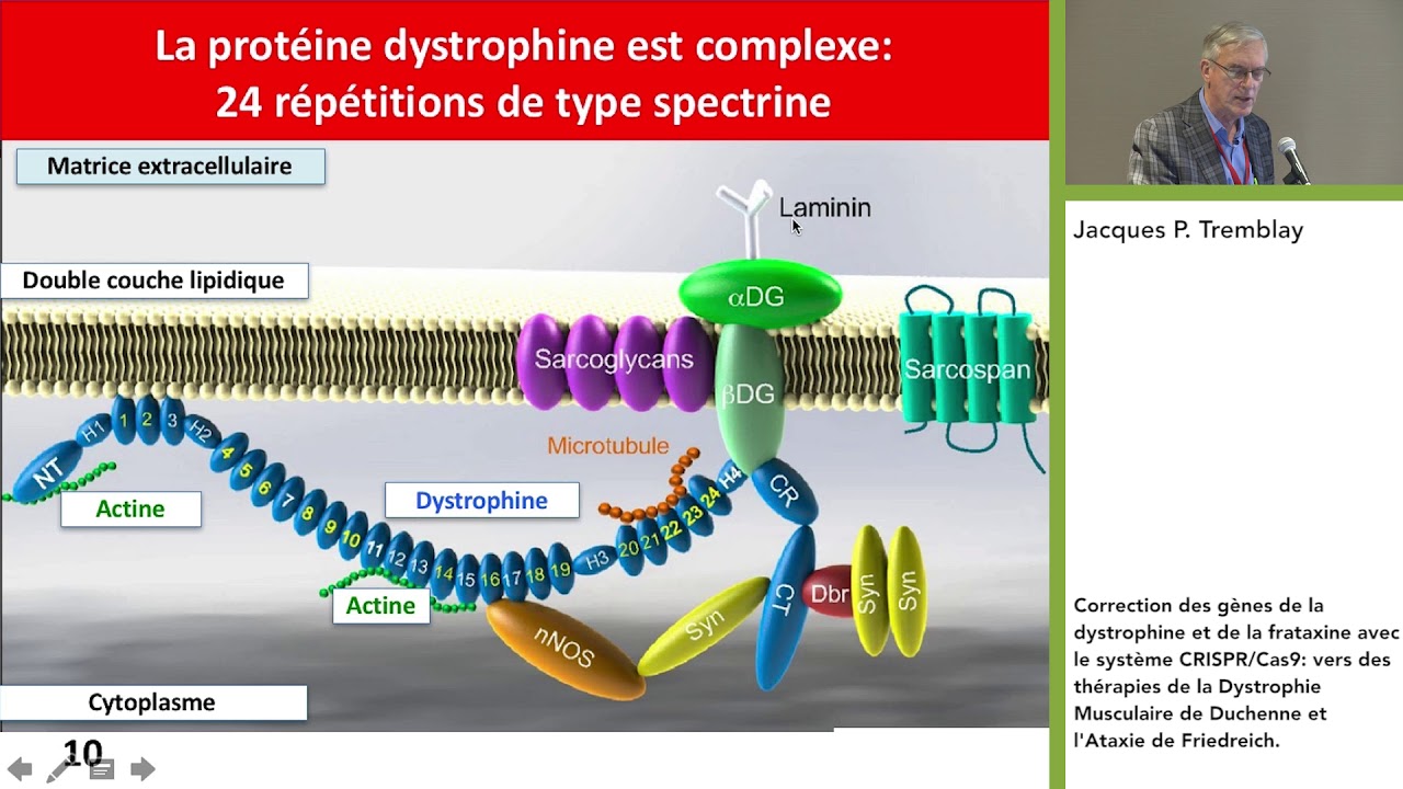 Correction des gènes de la dystrophine et de la frataxine avec le système CRISPR/Cas9 | DMC - MDC