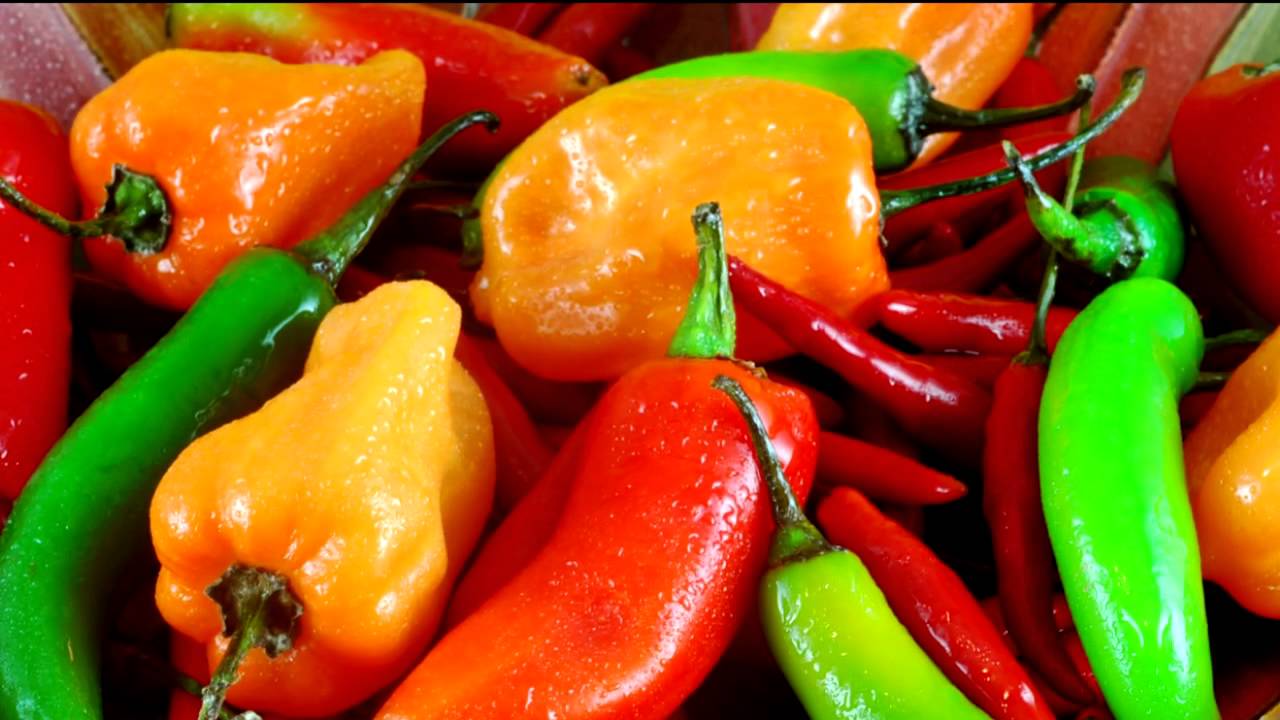Curious Plant Stories of Chilis From A Wandering Botanist