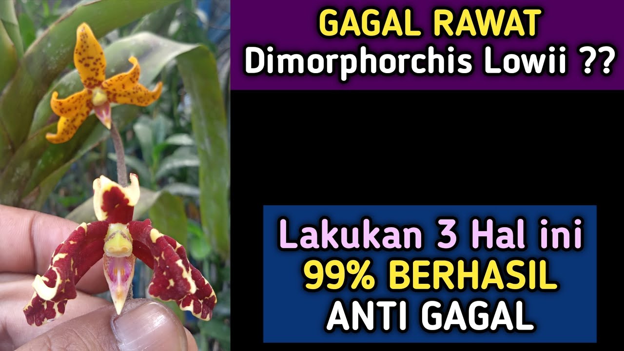 CARA MERAWAT Dimorphorchis Lowii ANTI GAGAL