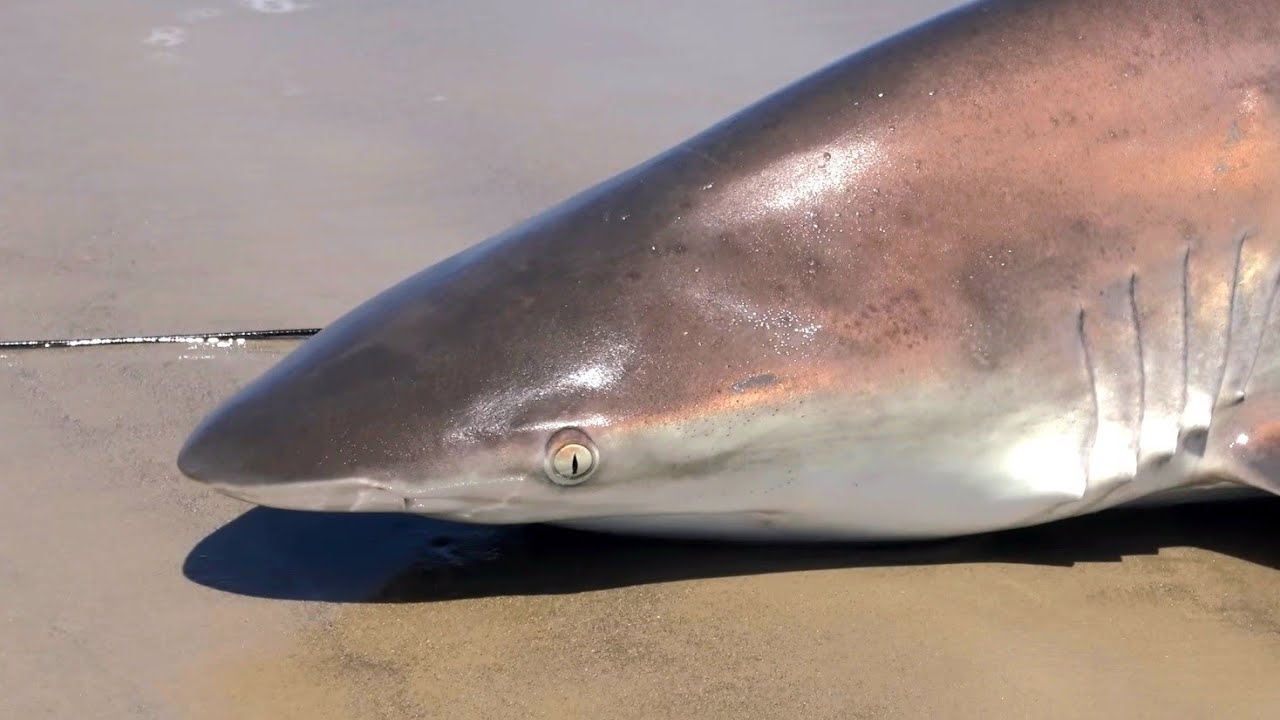 Most Intense Surf Fishing Video You Will Ever See!!!