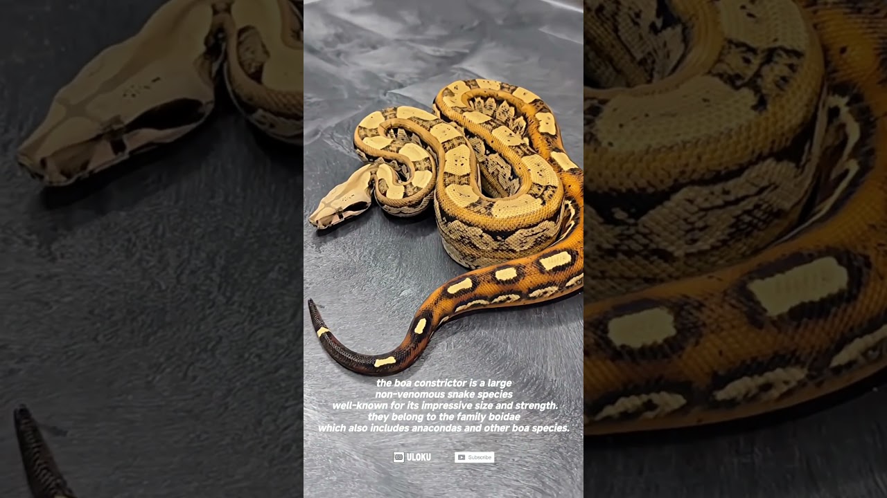 Inca morph boa constrictor in stunning display ‼️