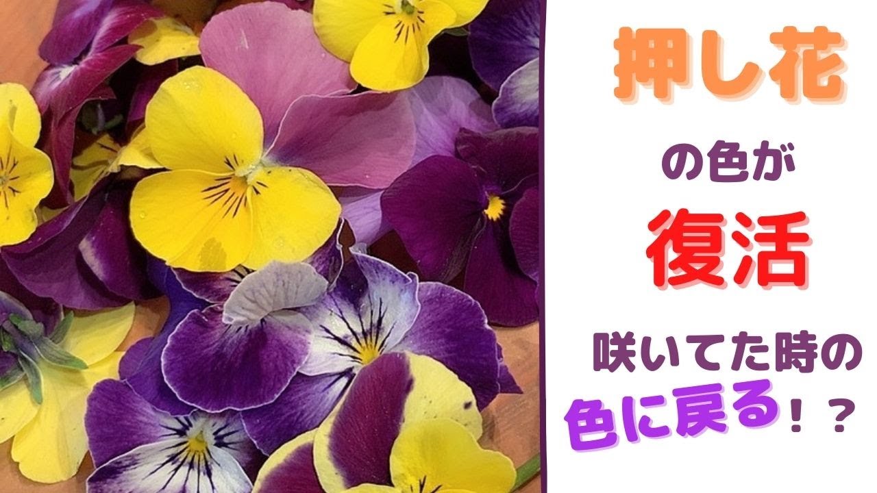 #9 【押し花の色の悩み解決】咲いてた色戻る！？