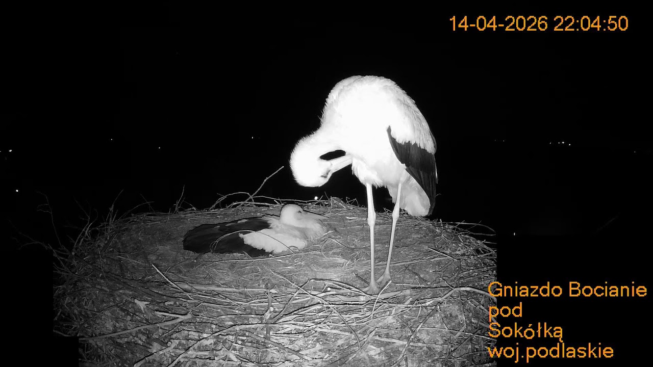 Gniazdo Bocianie pod Sok&oacute;łką - na żywo.