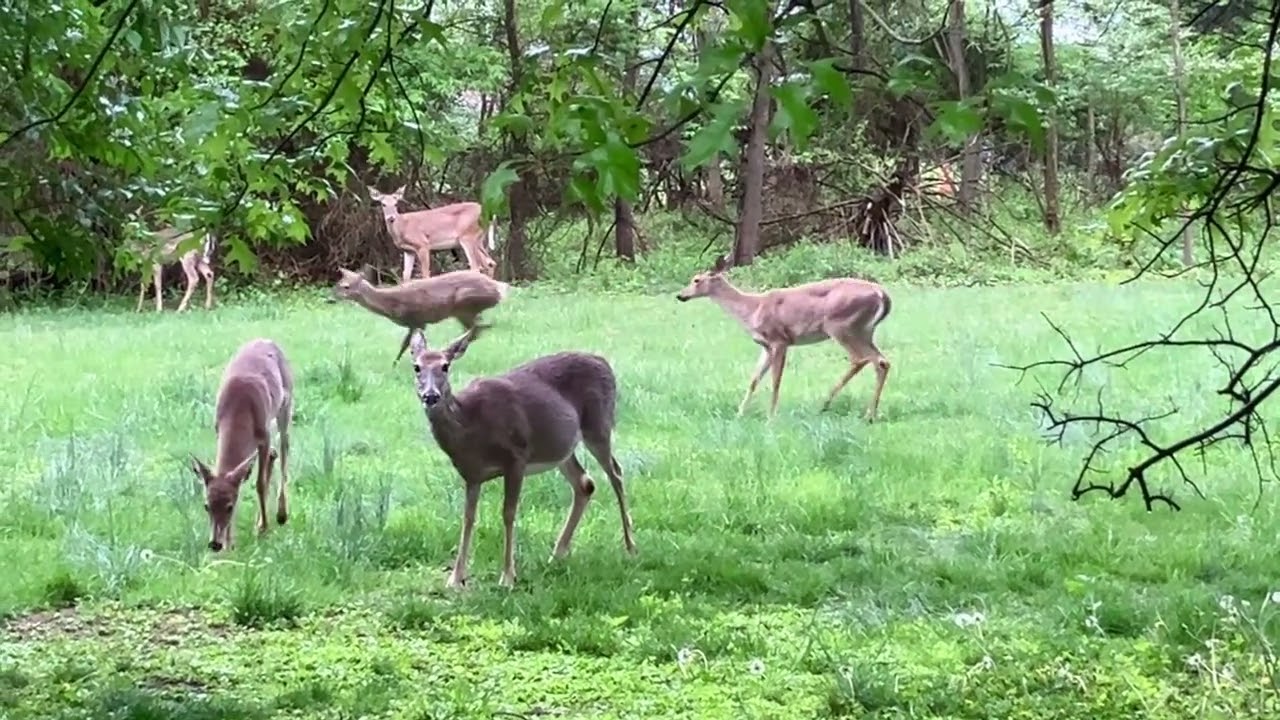 Margo's Herd