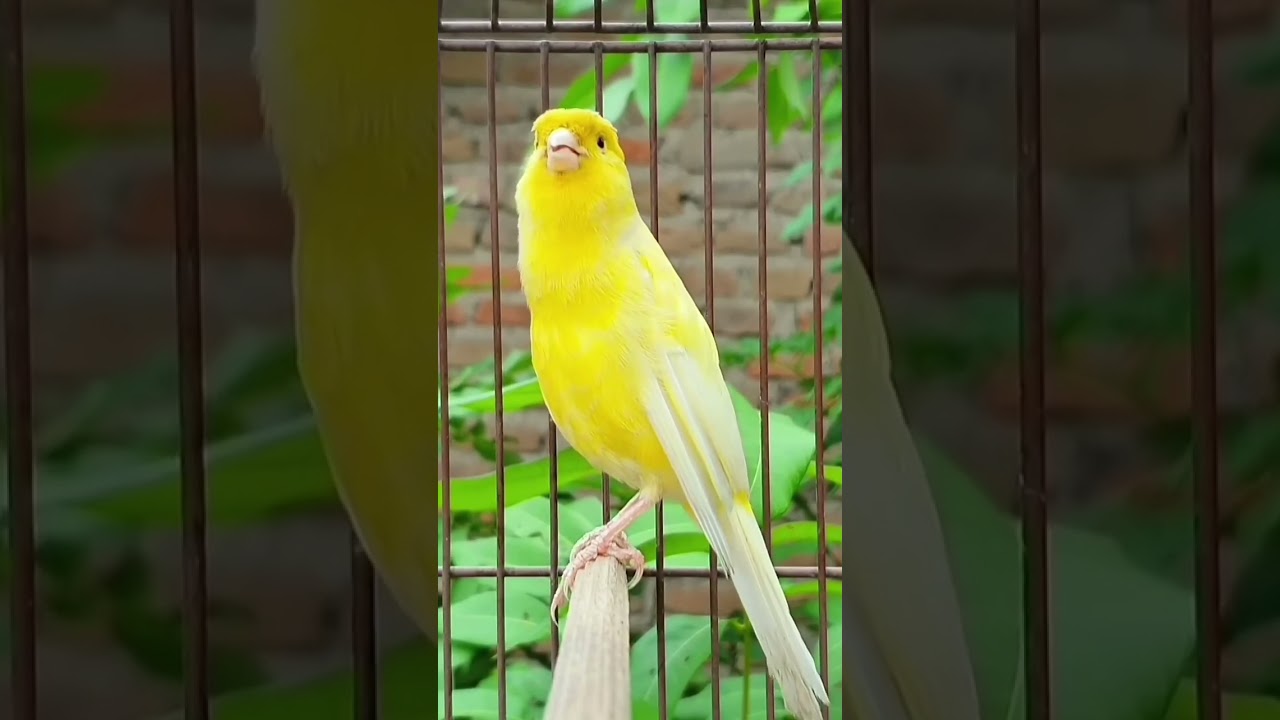 🦚Bird lover 💖💖🦚🦚