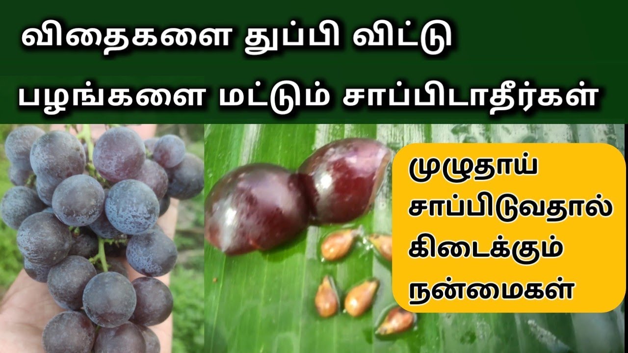 கருப்பு பன்னீர் திராட்சை மருத்துவ குணங்கள் | விதைகள் | Health Benefits of Grapes in Tamil