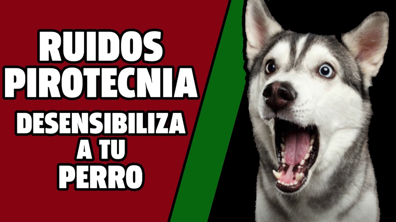 🎆 RUIDOS de PIROTECNIA para DESENSIBILIZAR a tu PERRO 🎆