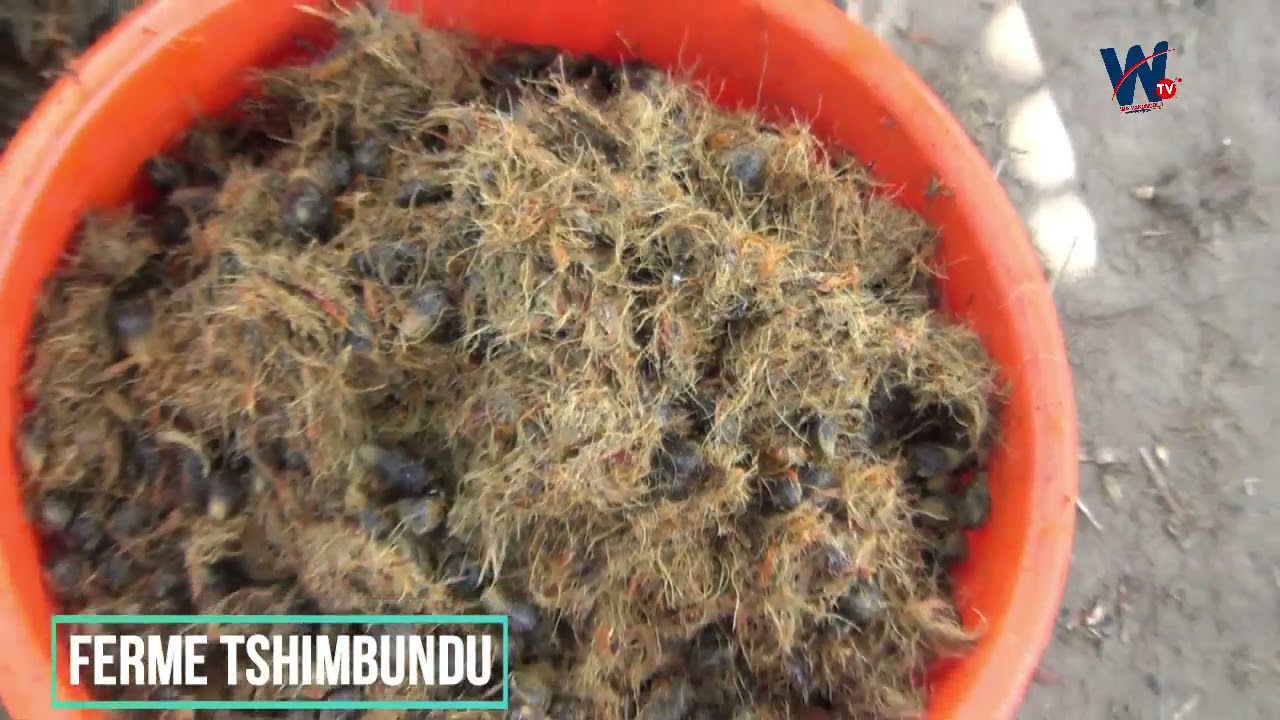 ROGER KABEYA TSHIMBUNDU N'KULU, UN FERMIER INCONTOURNABLE ( NOUS SOMMES SUR TERRAIN A LUKELENGE)
