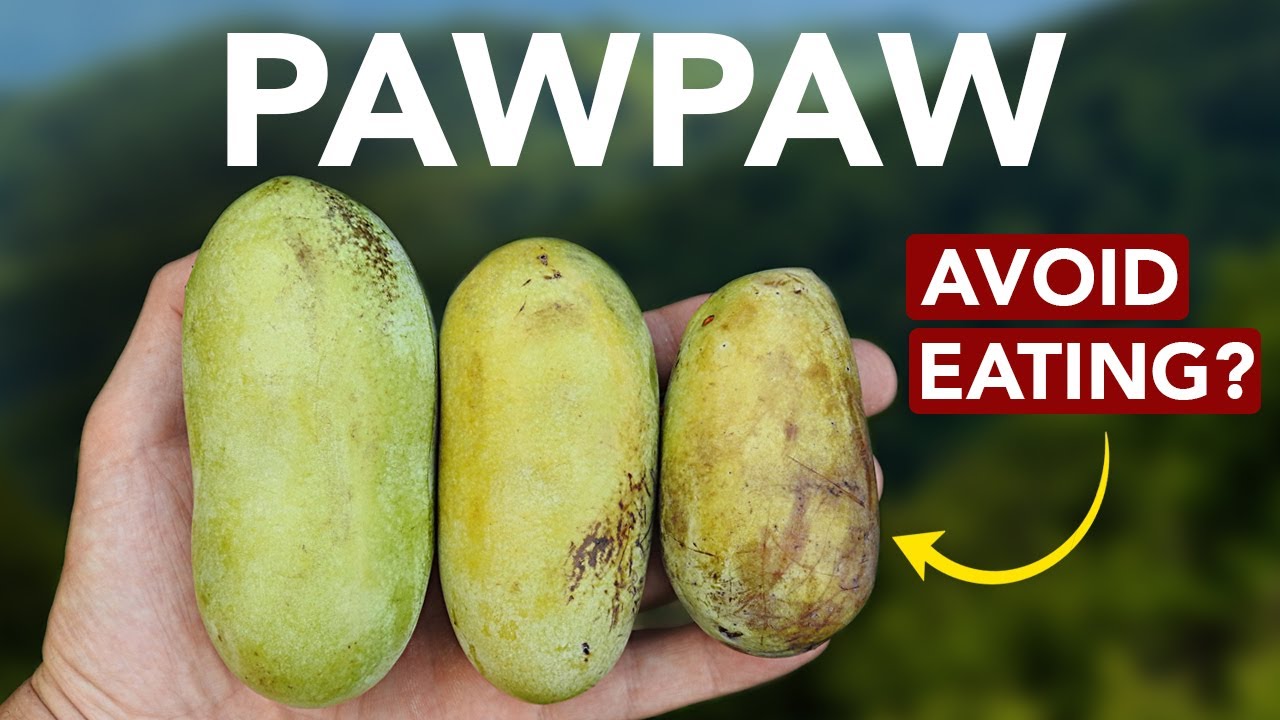 Are Pawpaws Neurotoxic?