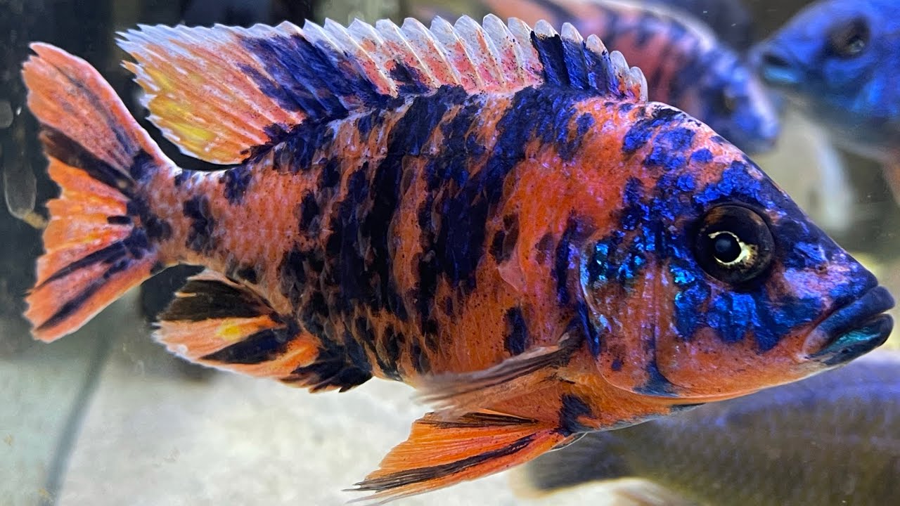 Raspberry ob breeding pair