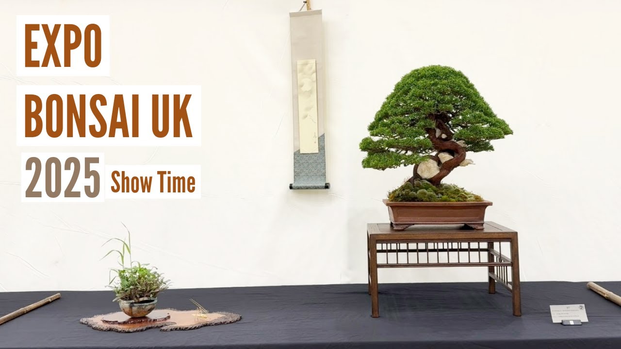Expo Bonsai UK 2025 - Show Time