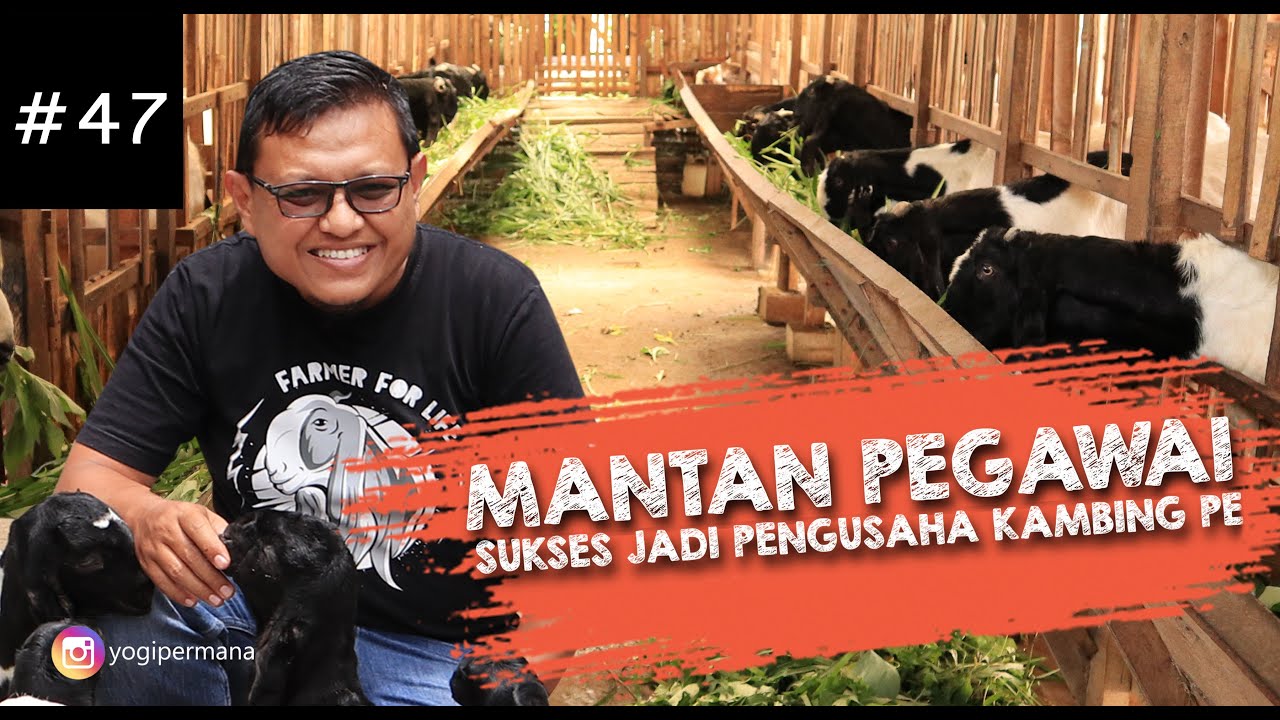 RANTIANG AMEH | Pengusaha kambing PE, omset ratusan juta tiap bulannya