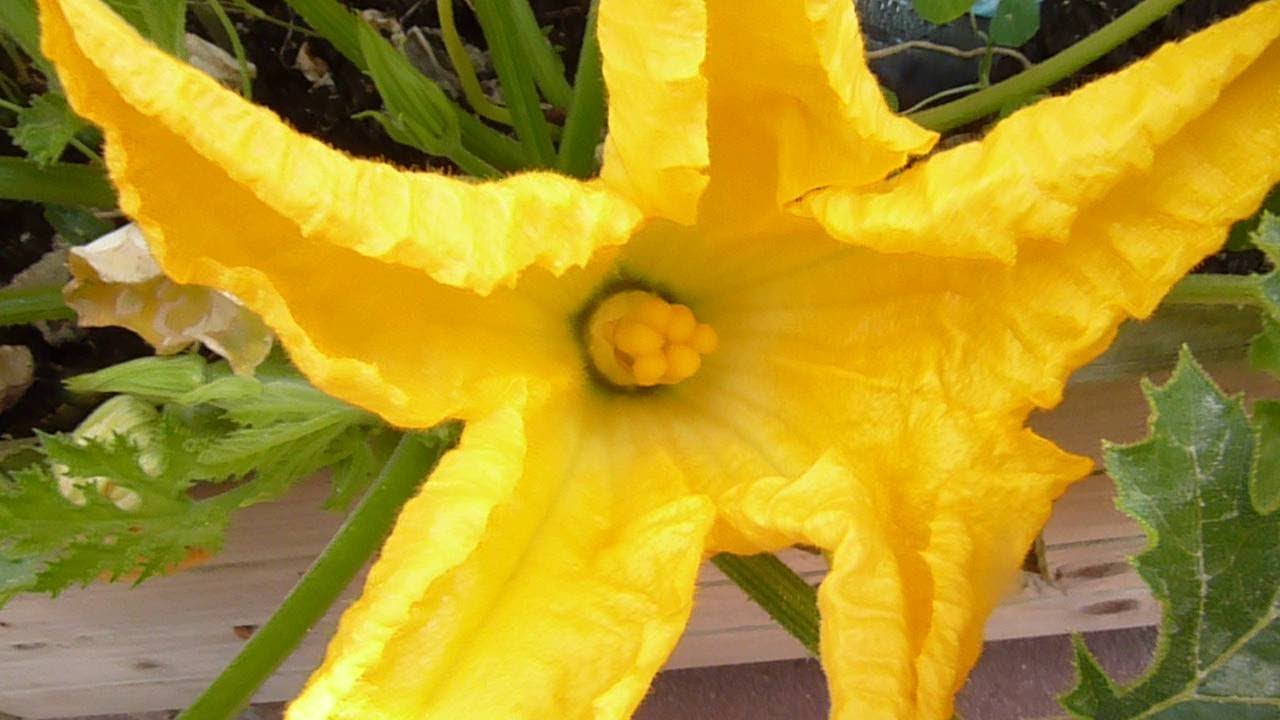 O&iuml;dium sur mes courgettes ( Powdery mildew on my zucchini )