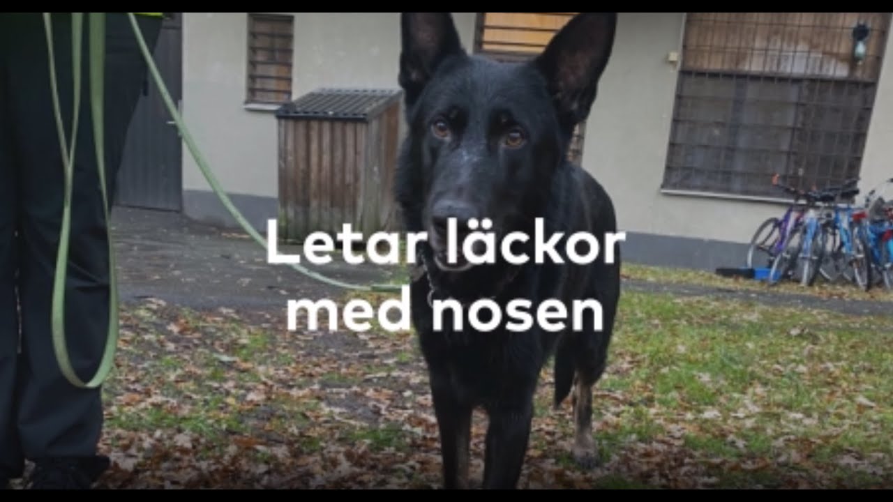 Hunden Jeckov kan lukta sig till fjärrvärmeläckor