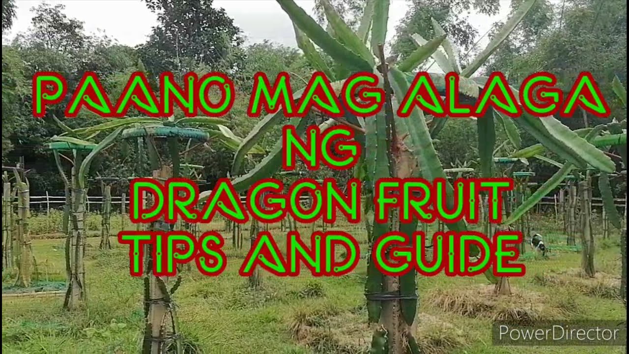 TAMANG PAGAALAGA NG DRAGON FRUIT!!! TIPS AND GUIDE!!!