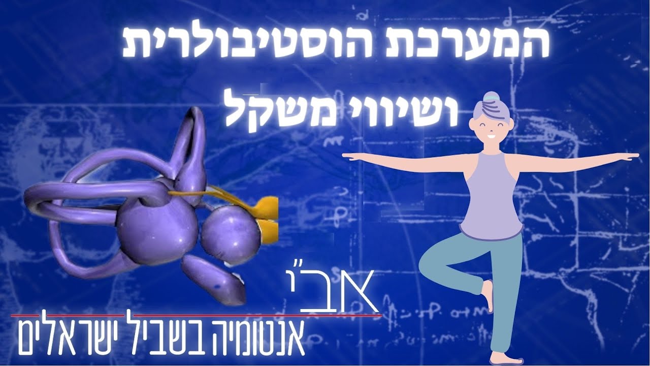 שיווי משקל והמערכת הוסטיבולרית