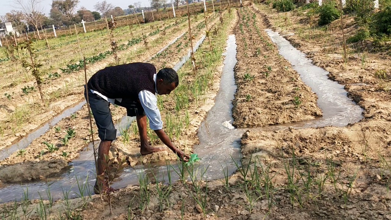 Flood Irrigation System in Multi Cropping Farm.