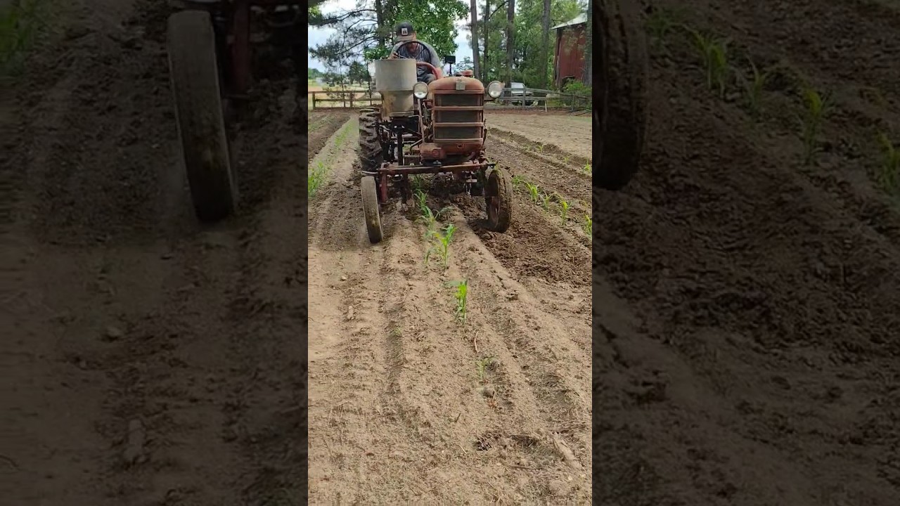 1961 Farmall Cub cultivating and fertilizing corn 