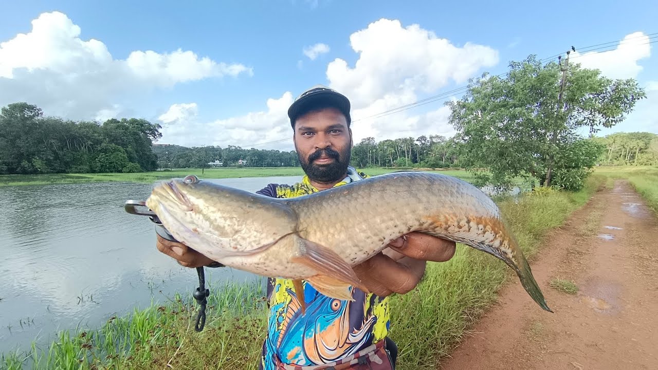 മുതലയെ വരെ തിന്നും ഇവന്മാർ@PEXXO crocodile 