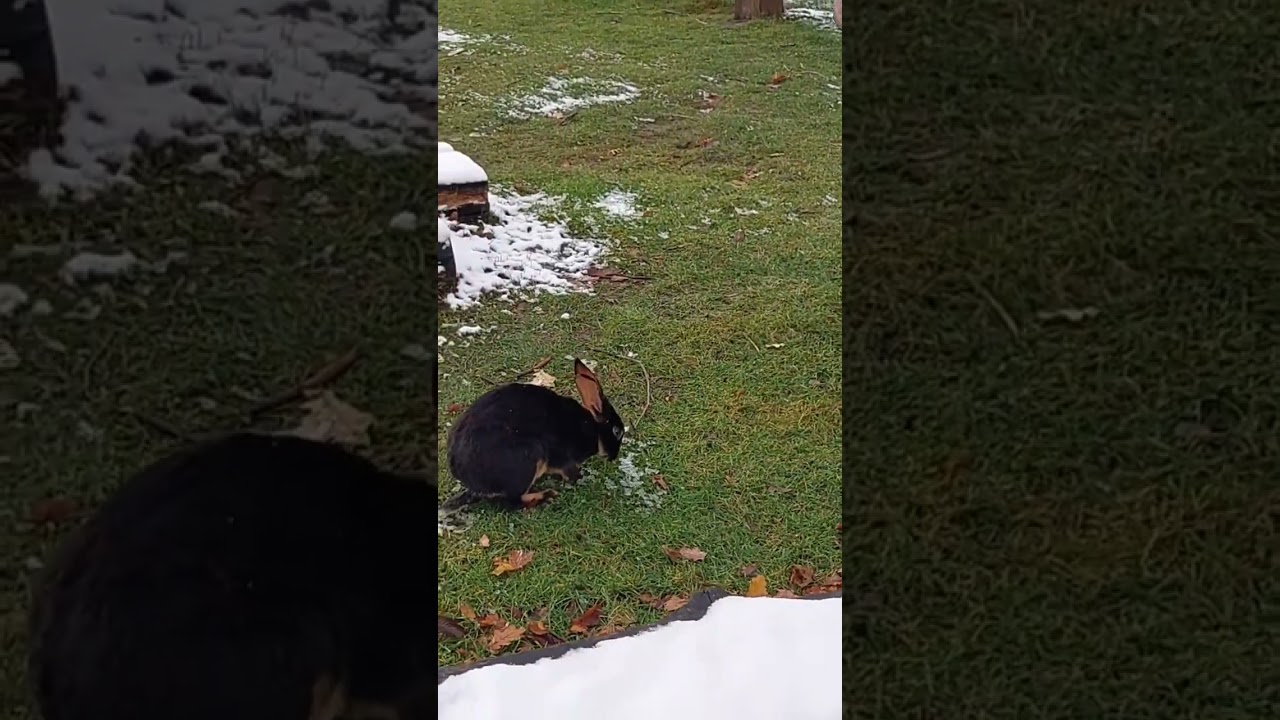 Kr&oacute;lik pilnuje armaty 🤣🤣🤣 #nysa #armata #war #rabbit