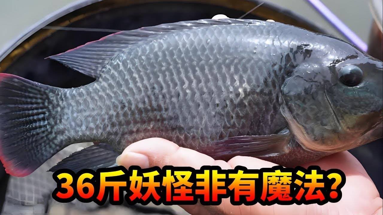 旱地打窝钓36斤大罗非，中鱼瞬间像有魔法爆发力太强，伽马速斗差点拉爆……#钓鱼 #游钓黑坑疯子 #搞笑 #黑坑