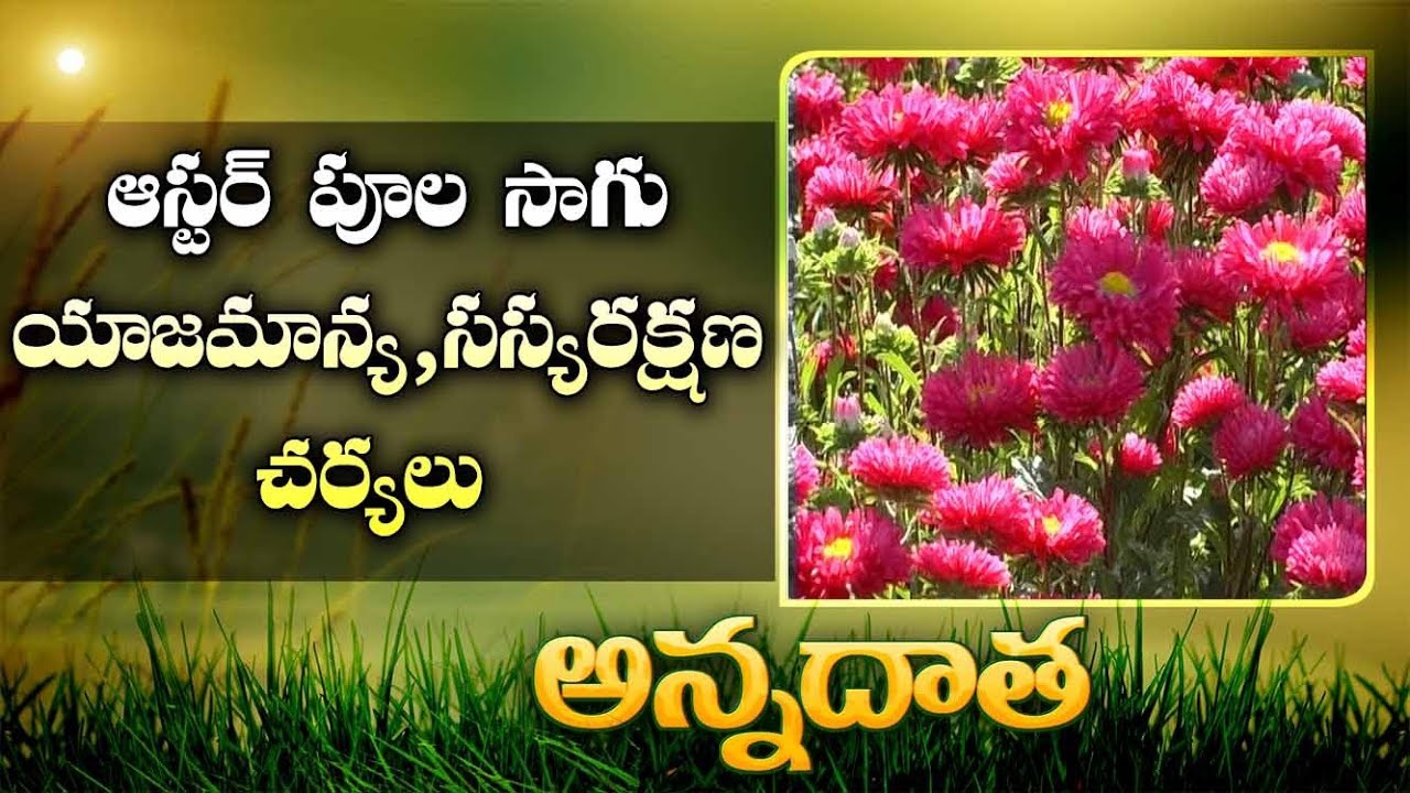Management Tips In Aster || ETVAnnadata