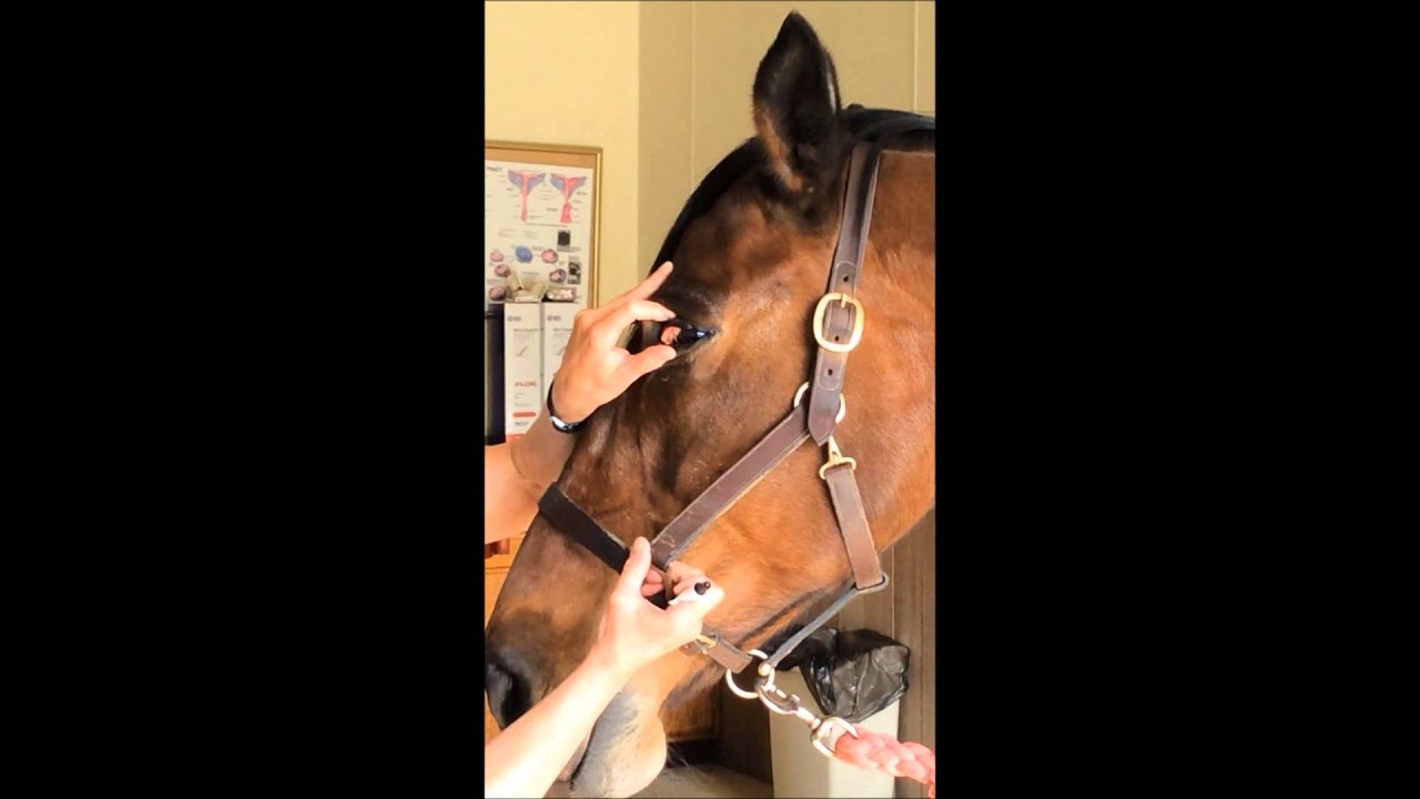 GVEC How To Series: How to Medicate A Horses Eye.