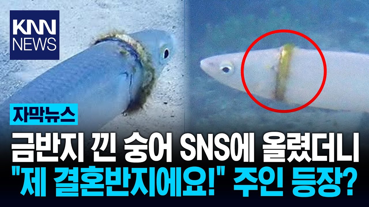 바닷가서 잃어버린 결혼반지 숭어 몸통에 끼인 채 발견? '깜짝' / KNN