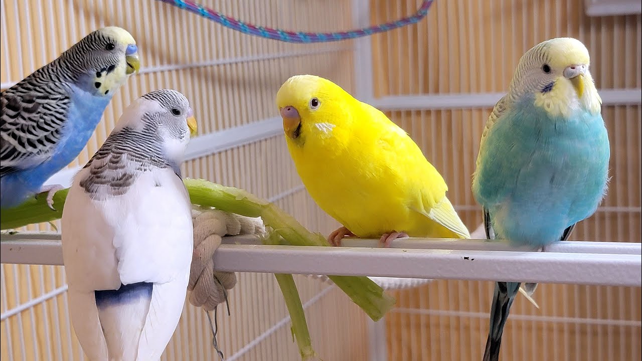 10 Hr If your budgies don’t chirp, playing this video will help lonely parakeet bird start to chirp.