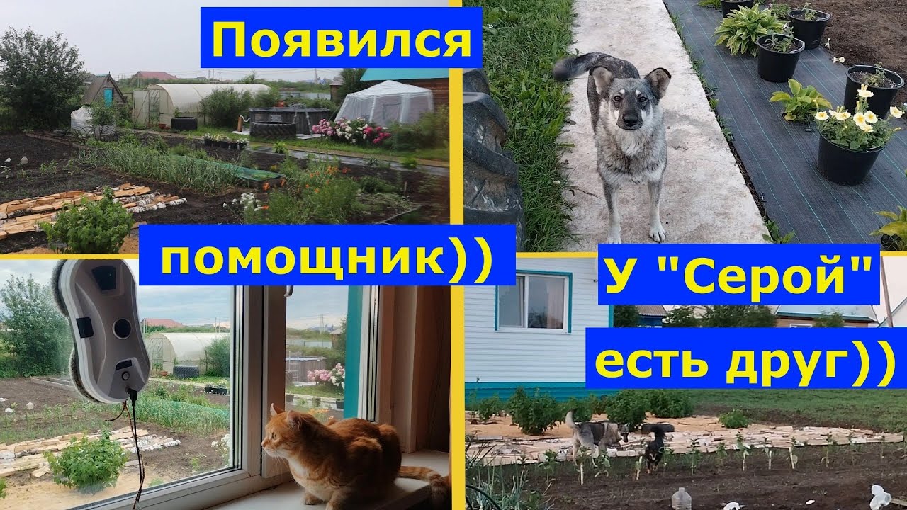 VLOG 21-25.06.2025г. Прошёл  ливень. Высаживаю цветы. Пробилась собака #огород #деревенскаяжизнь