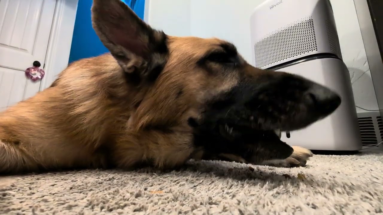 Rubeus (GSD) enjoying a chicken foot after dinner. 