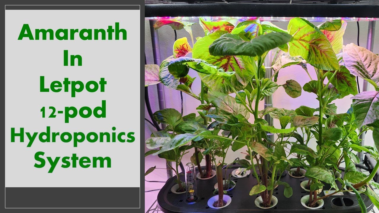 Amaranth in LetPot 12-pod Hydroponics System (LPH-SE), using MaxiGro nutrients.