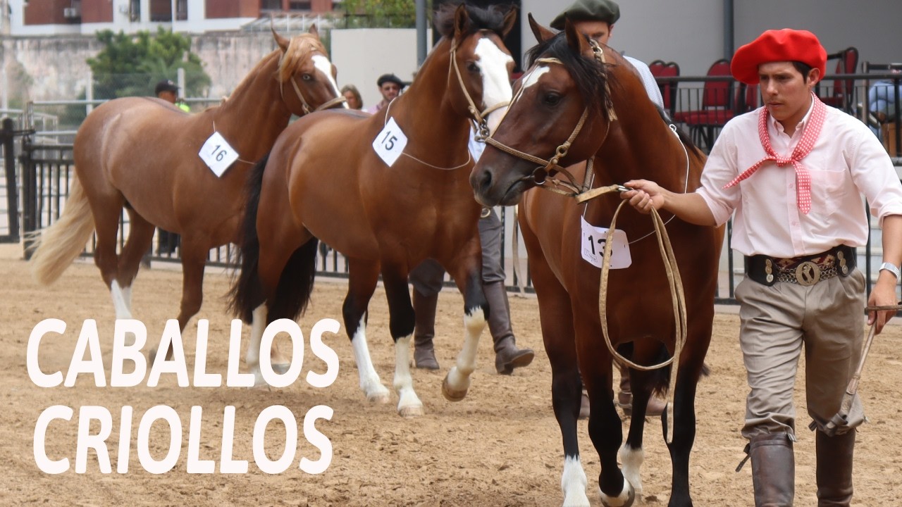 Raza Caballos Criollos.