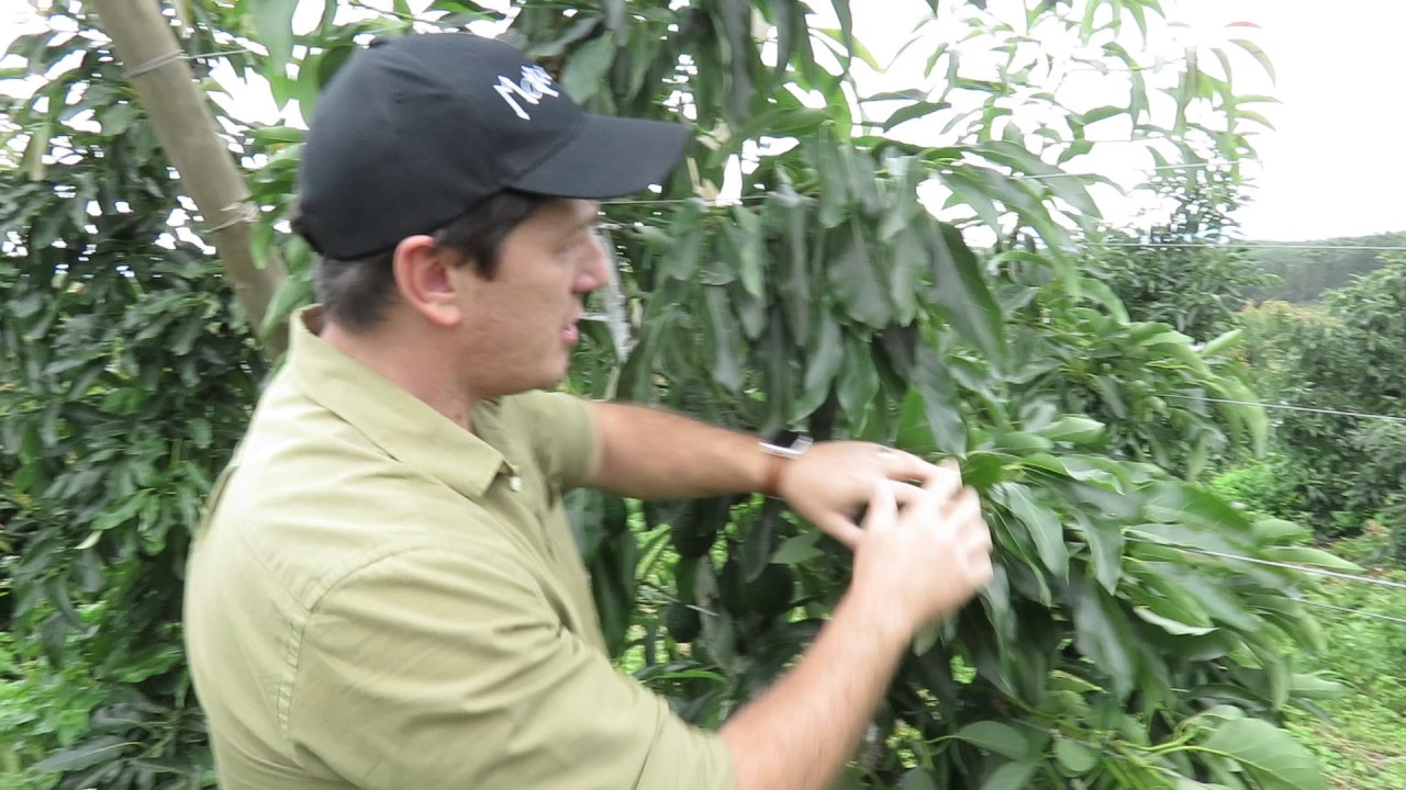 Maluma avocado V-Trellis experiment