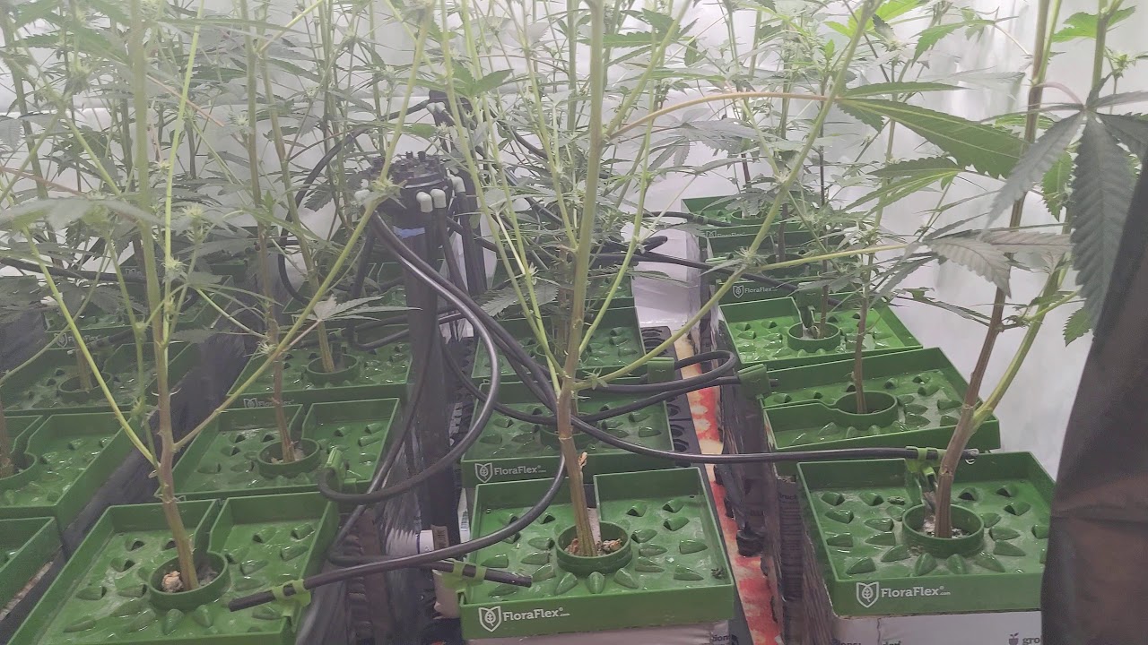 NYGC - Capulator MACv2 & More - Ep5