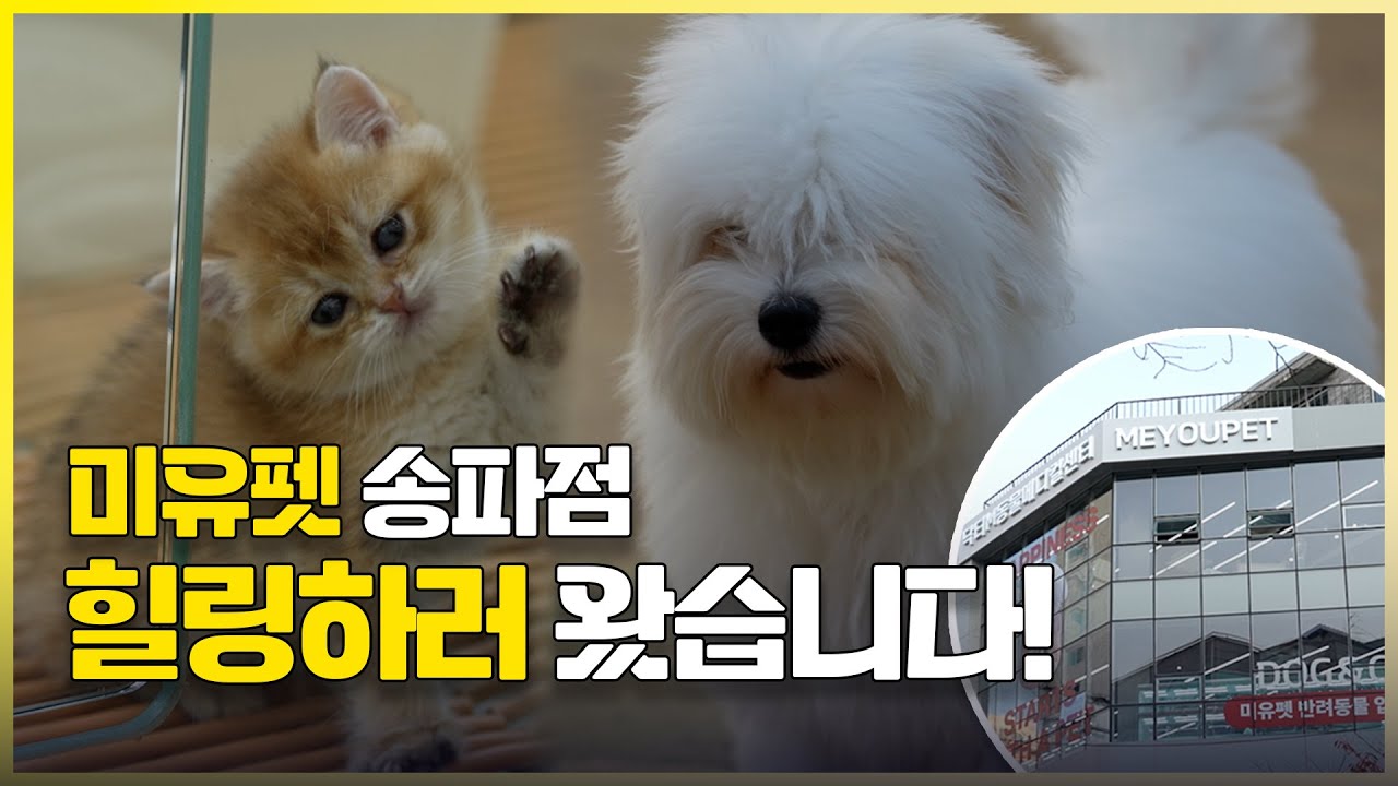 🐾반려 동물 분양 이거 모르면 손해?! ㅣ 미유펫 송파점 소개!