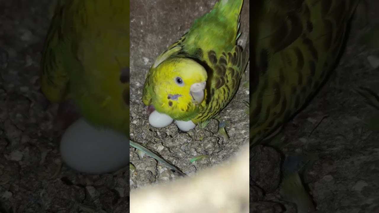budgies chicks hatching 🐣🫠 episode 
