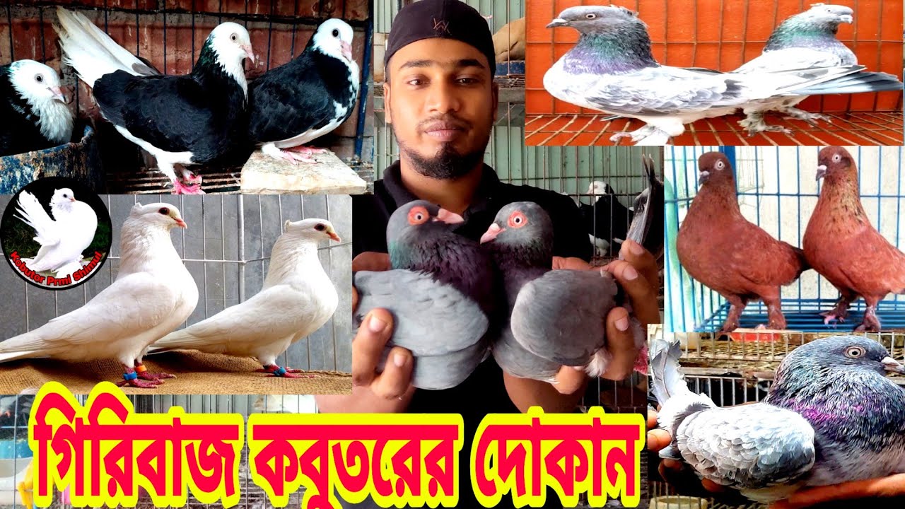 গিরিবাজ কবুতরের দোকান সব ধরনের কবুতরের দাম জানুন