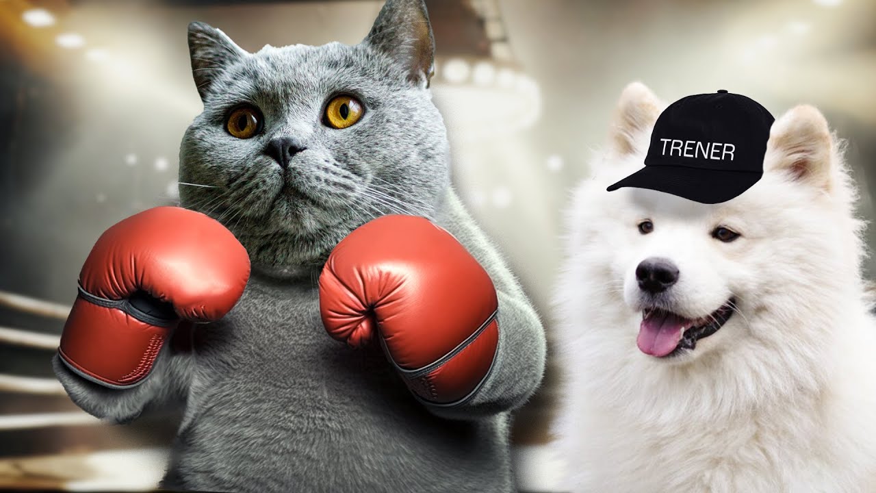 CO myślą KOTY o SZTUKACH WALKI (BOCZEK W FAME MMA?)