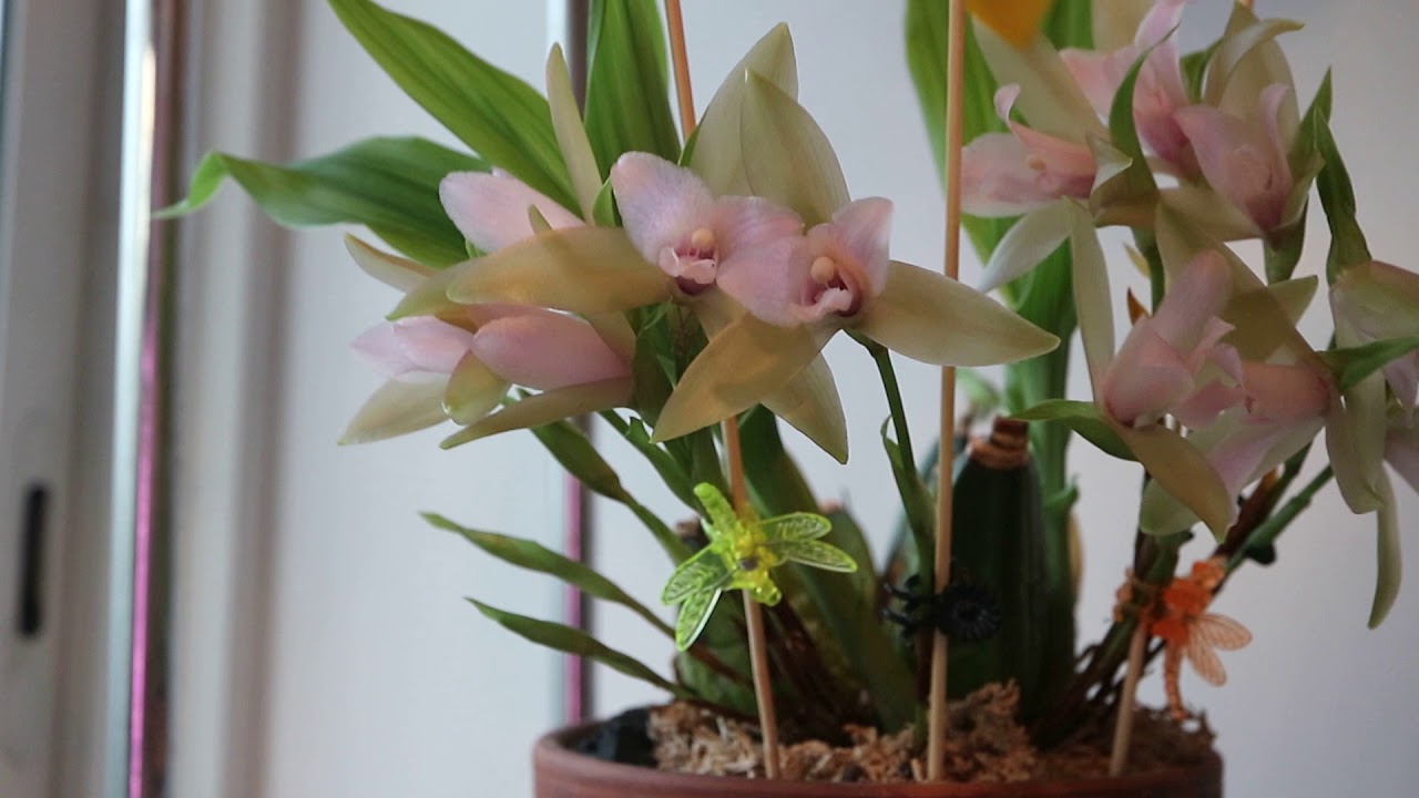 Lycaste tricolor полный роспуск и другие орхидеи.