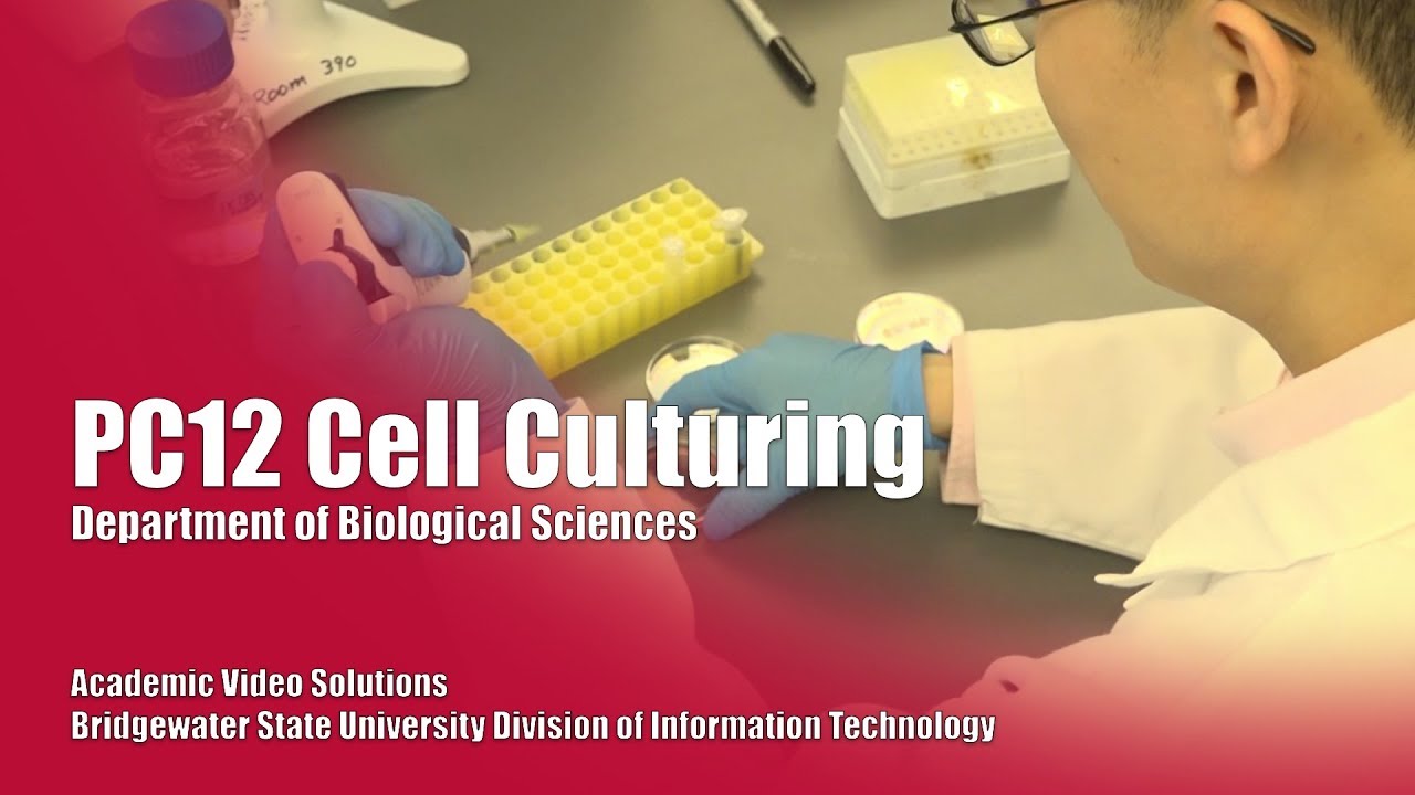 PC12 Cell Culturing | BSU Biological Sciences Department