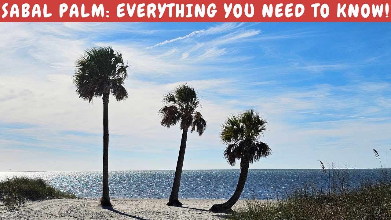 Cabbage Palm/Sabal Palmetto/Sable Palm: Everything you need to know about this AMAZING palm!