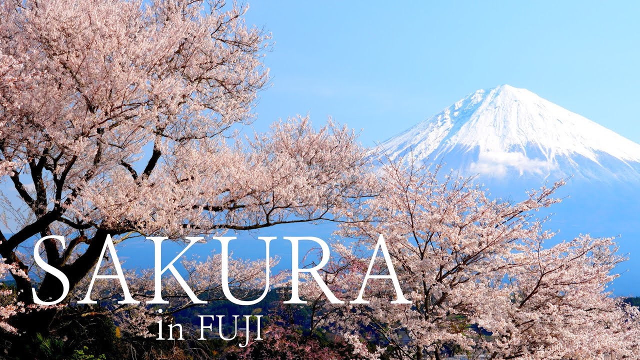САКУРА в ФУДЗИ: праздник горы Фудзи и цветущей сакуры