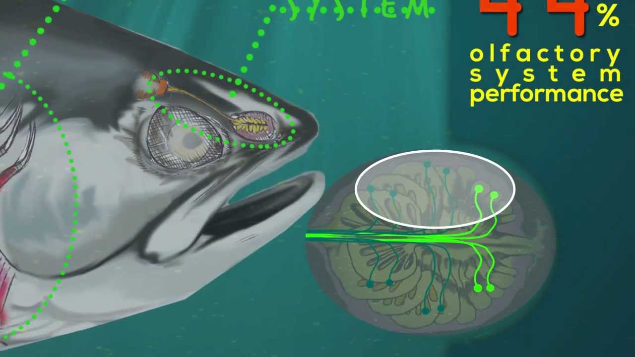 Heavy Metal Salmon: Sub-Lethal Toxicity in the Skeena