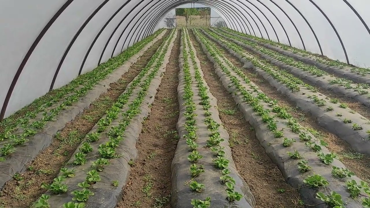 Перезарядка теплиц  выбор сорта клубники