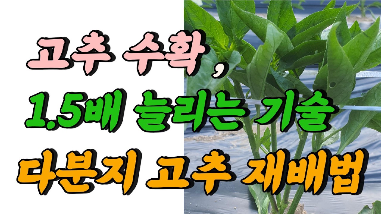 고추 1.5배 추가 수확을 위한 적심재배법(다분지묘)