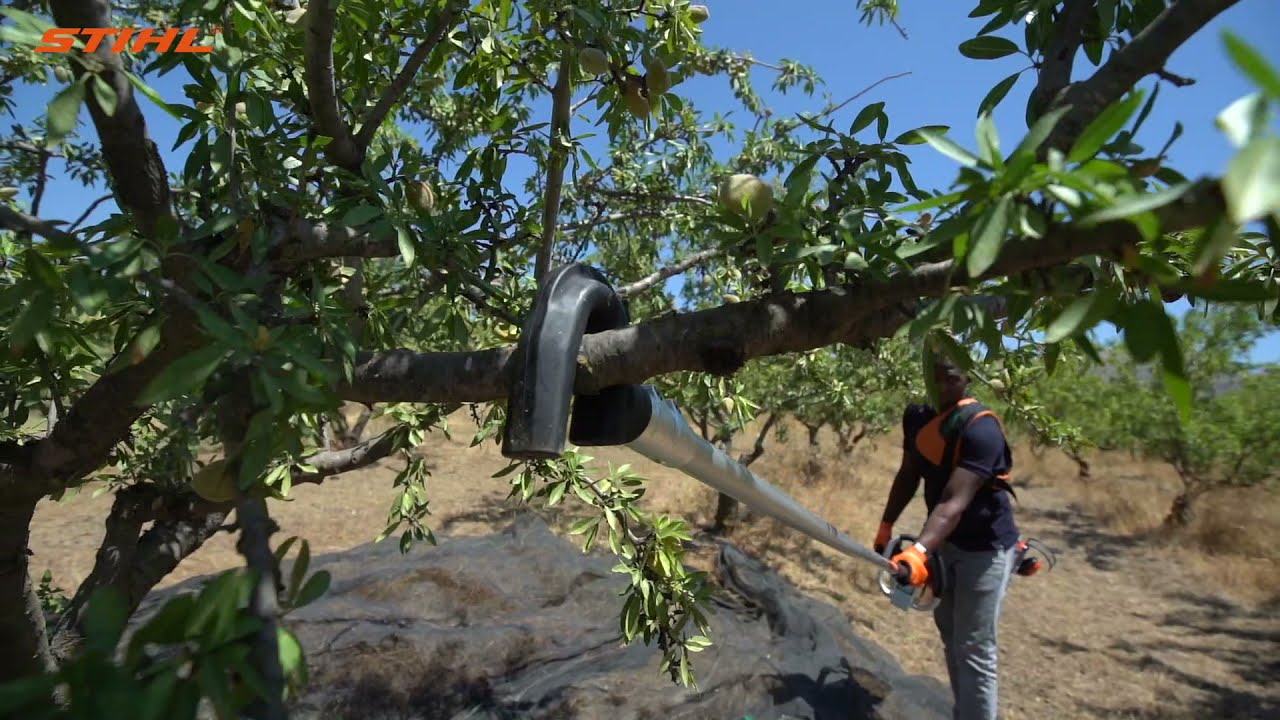 Secoueur d'olives SP 482 | STIHL Tunisie