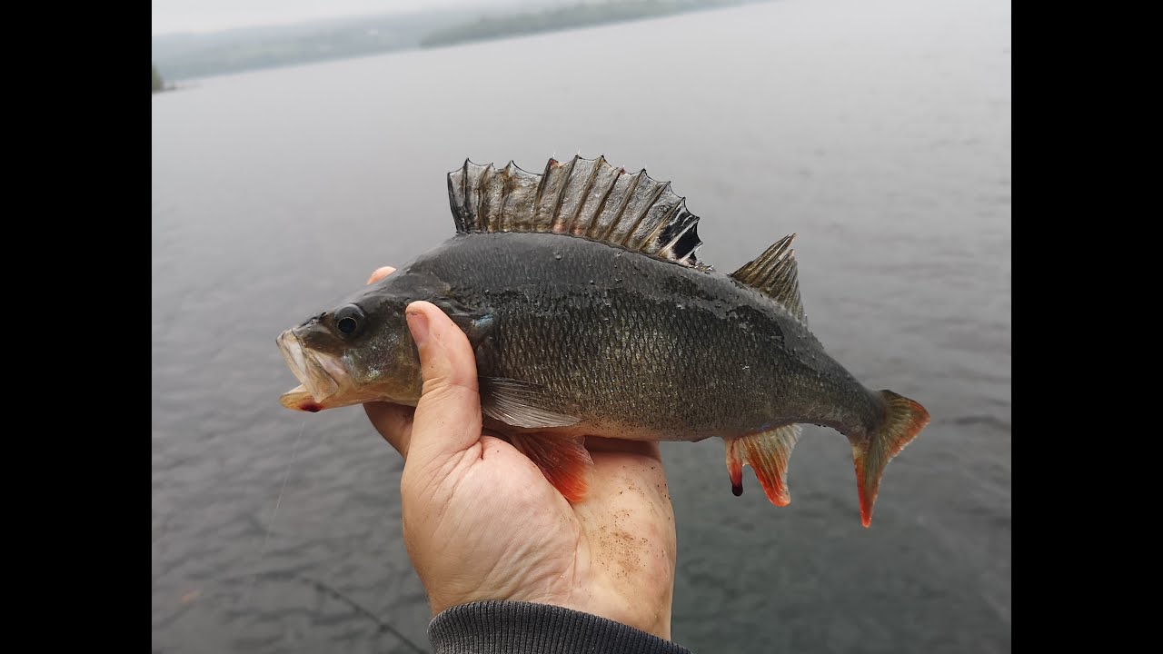 Lough MacNean Feeder Fishing Session, Vlog no 75