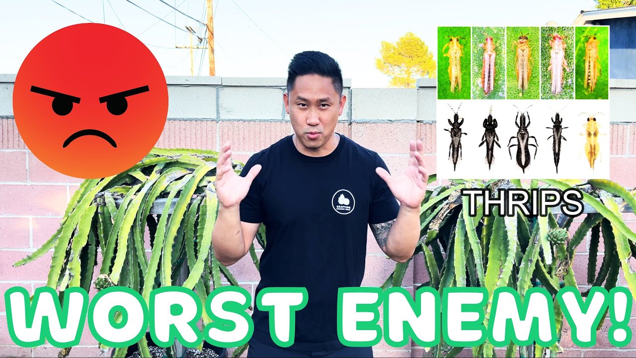 How To Protect Your Dragon Fruit Plants From Thrips. The Worst Pests!
