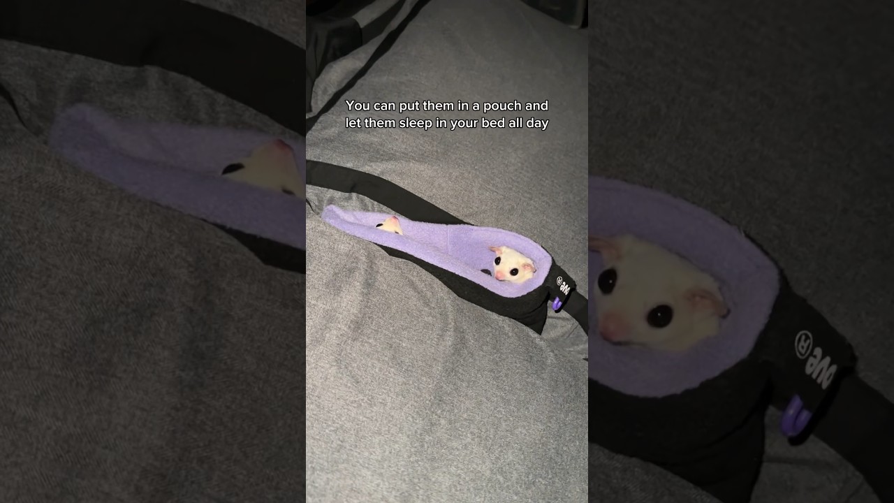 Follow for more sugar glider tips✅ #shorts